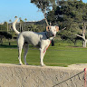 Meet your Posher, Devon